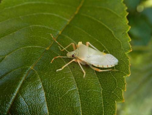 Réf. 208 465 : Pentatoma rufipes