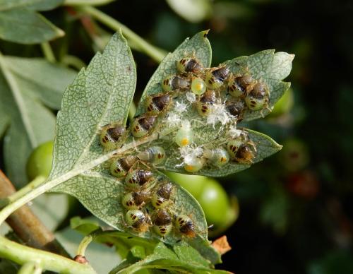 Acanthosoma haemorrhoidale