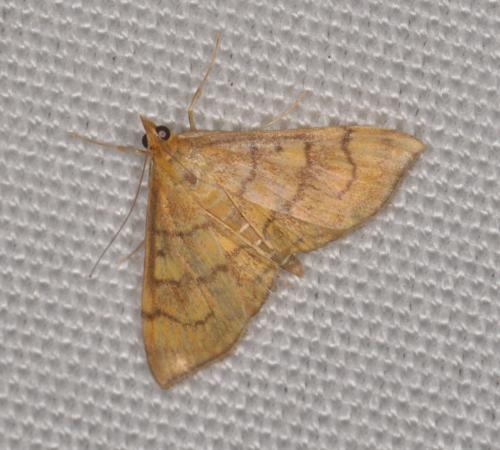 Réf. 208 526 : Anania verbascalis