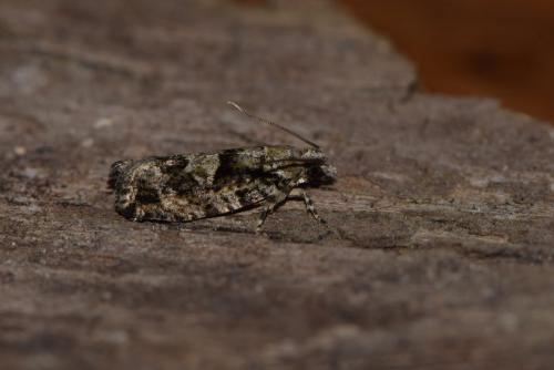 Réf. 208 152 : Zeiraphera isertana
