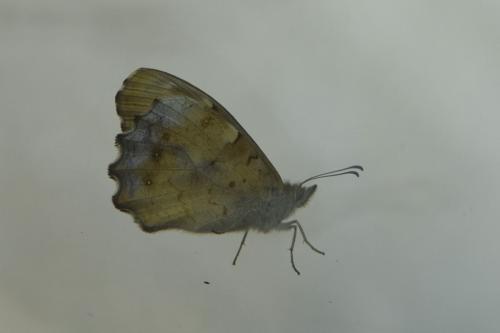 Pararge aegeria