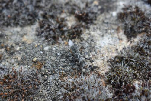 Réf. 208 849 : Pseudosphegesthes cinerea