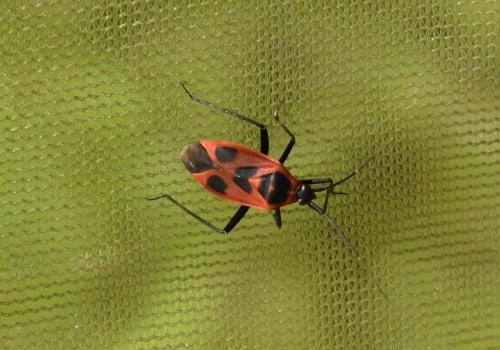 Réf. 208 846 : Calocoris nemoralis