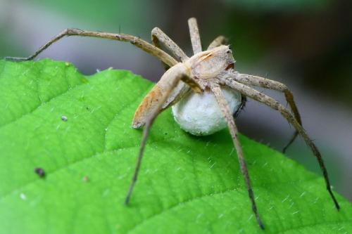 Réf. 208 625 : Pisaura mirabilis