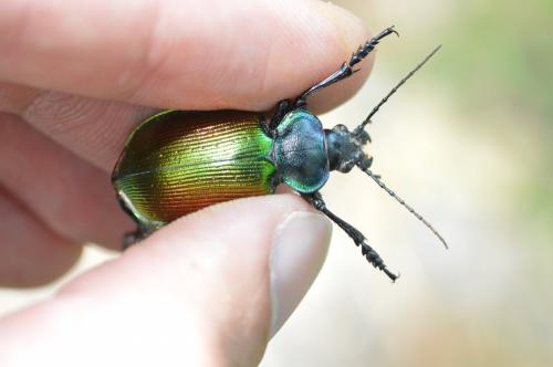 Calosoma sycophanta