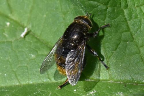 Merodon equestris