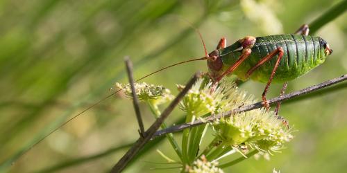 Barbitistes fischeri