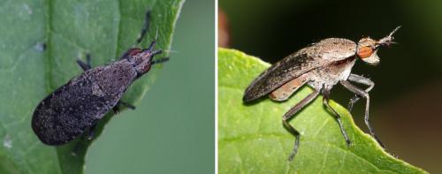Réf. 208 620 : Euthycera cribrata