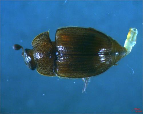 Pocadius ferrugineus
