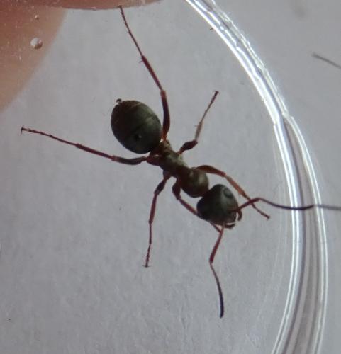 Réf. 208 918 : Formica cunicularia