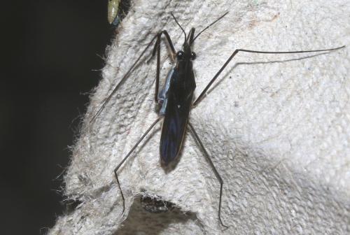 Gerris argentatus