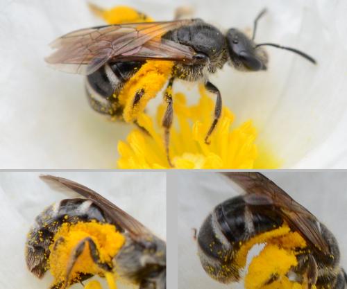 Réf. 208 054 : Lasioglossum sp.