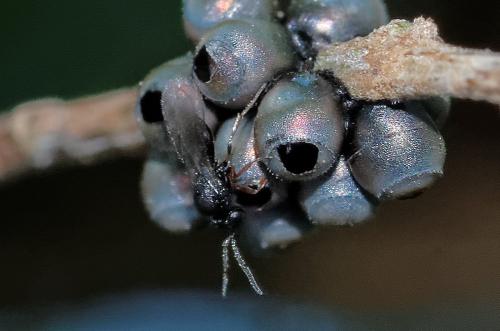 Réf. 208 504 : Scelioninae inconnu