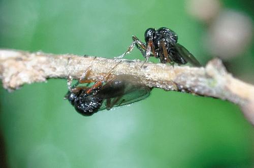 Réf. 208 505 : Scelioninae inconnu