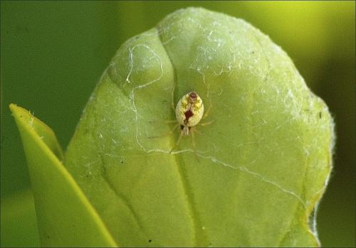Nigma puella