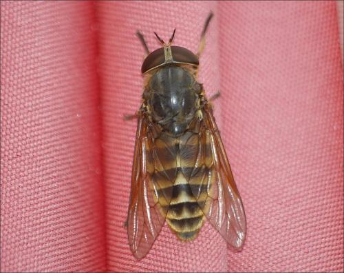 Réf. 208 944 : Tabanus sudeticus