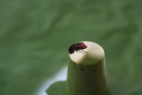 Réf. 208 028 : Chrysura cuprea