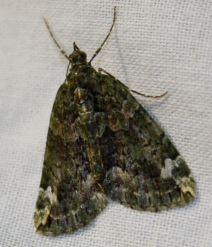 Chloroclysta siterata