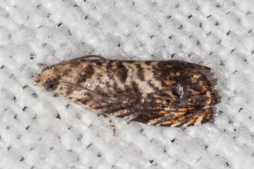Pammene sp.
