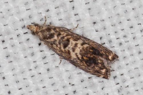 Réf. 208 664 : Pammene sp.