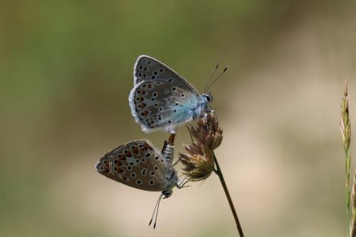 Polyommatus escheri