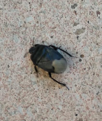 Réf. 208 667 : Cydnus aterrimus