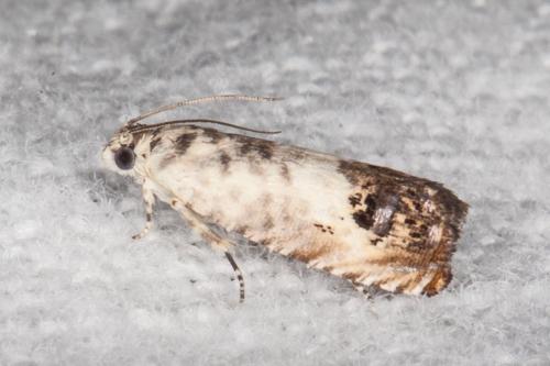 Pammene querceti