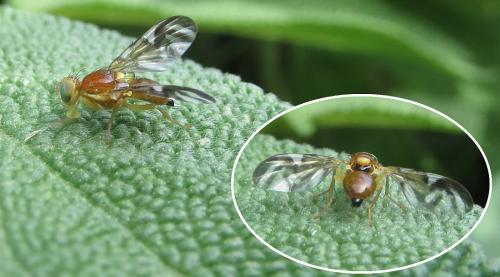 Réf. 208 320 : Euleia heraclei