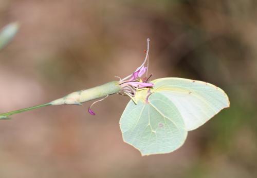 Réf. 208 967 : Gonepteryx cleopatra