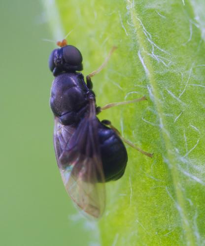 Pachygaster atra