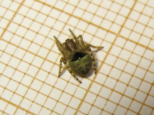 Réf. 208 961 : Gibbaranea gibbosa