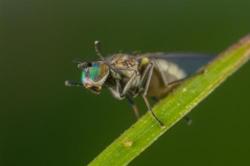 Hydrellia griseola