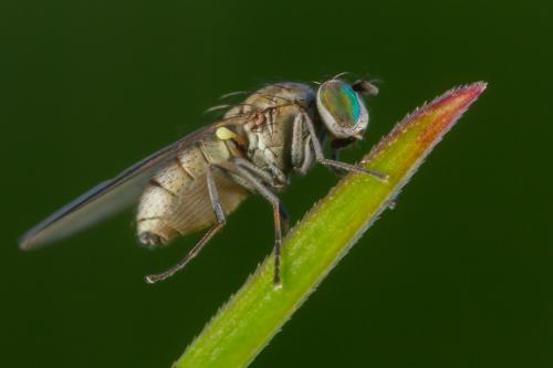 Hydrellia griseola