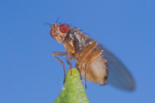 Scaptomyza sp.