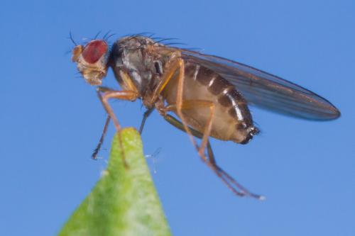 Réf. 208 030 : Scaptomyza sp.
