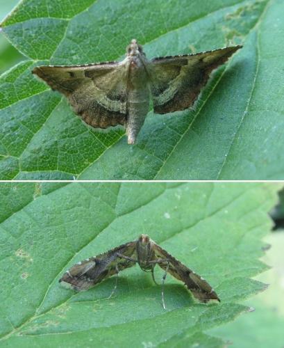 Réf. 208 579 : Endotricha flammealis