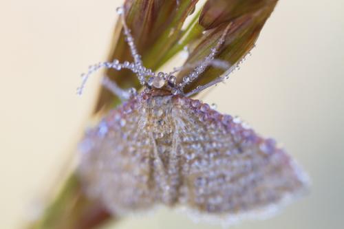 Idaea humiliata