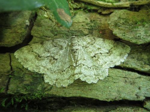 Ectropis crepuscularia