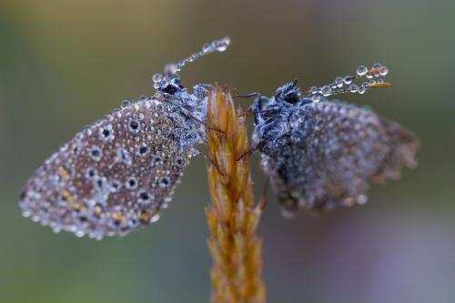 Polyommatus bellargus