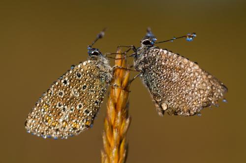 Réf. 208 617 : Polyommatus bellargus
