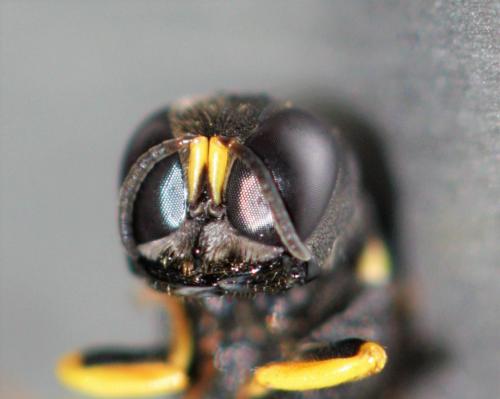 Réf. 208 937 : Lestica clypeata