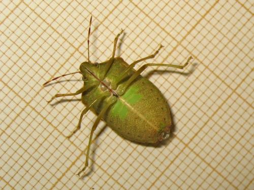 Nezara viridula
