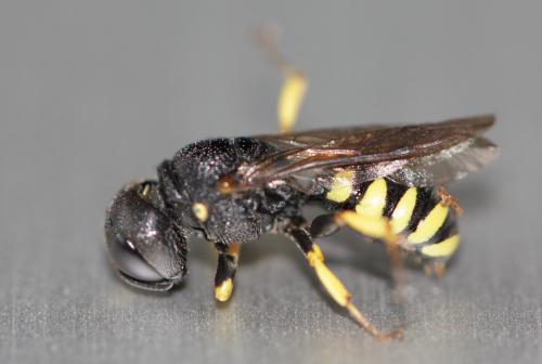 Réf. 208 936 : Lestica clypeata