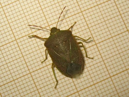 Nezara viridula
