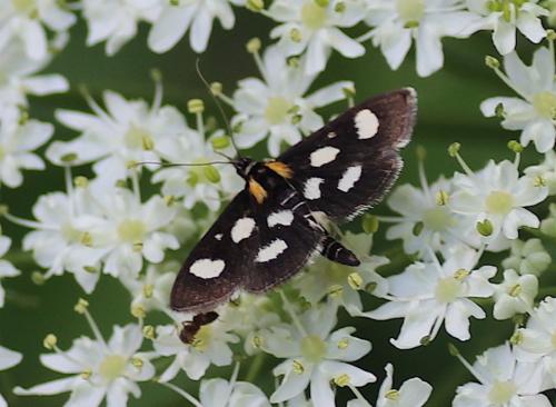 Réf. 208 886 : Anania funebris