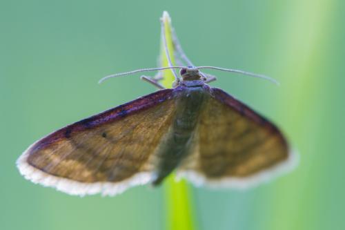 Idaea humiliata