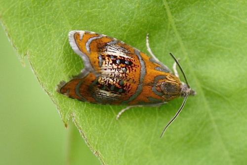 Réf. 208 759 : Olethreutes arcuella