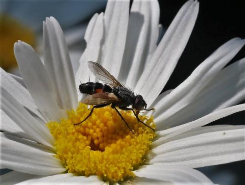 Réf. 208 865 : Eriothrix rufomaculata