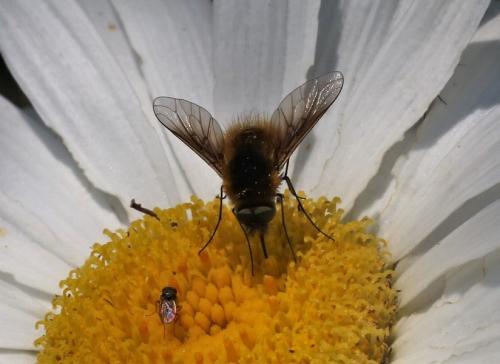 Réf. 208 570 : Bombylisoma sp.