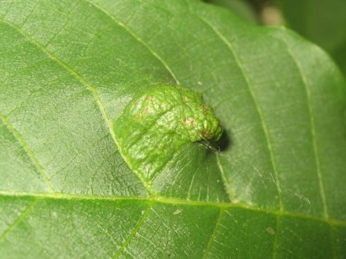 Aceria erinea